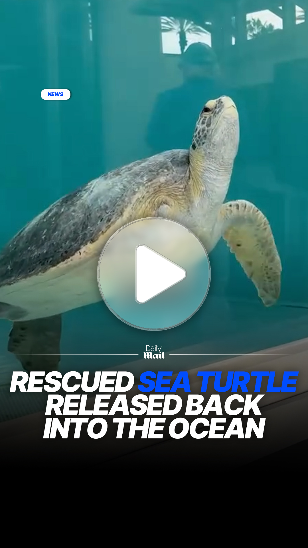 Rescued sea turtle with missing flipper released back into ocean