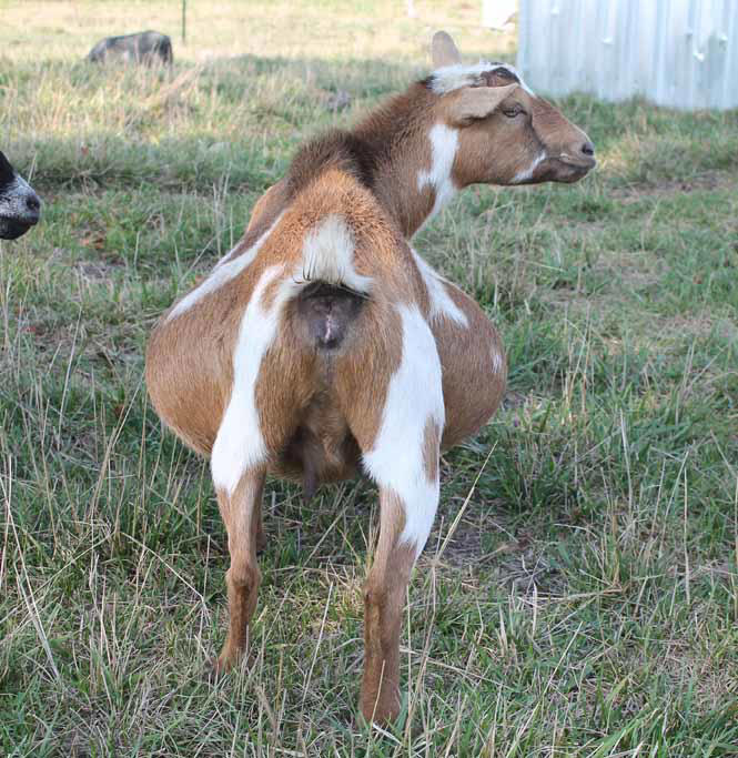 Fat goats: Causes, health risks, and how to safely help an overweight ...