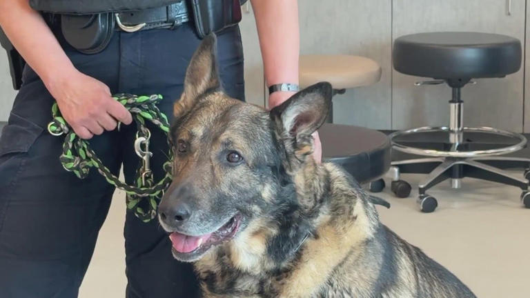 Denver's K-9 unit police dogs get treatment to extend careers thanks to ...