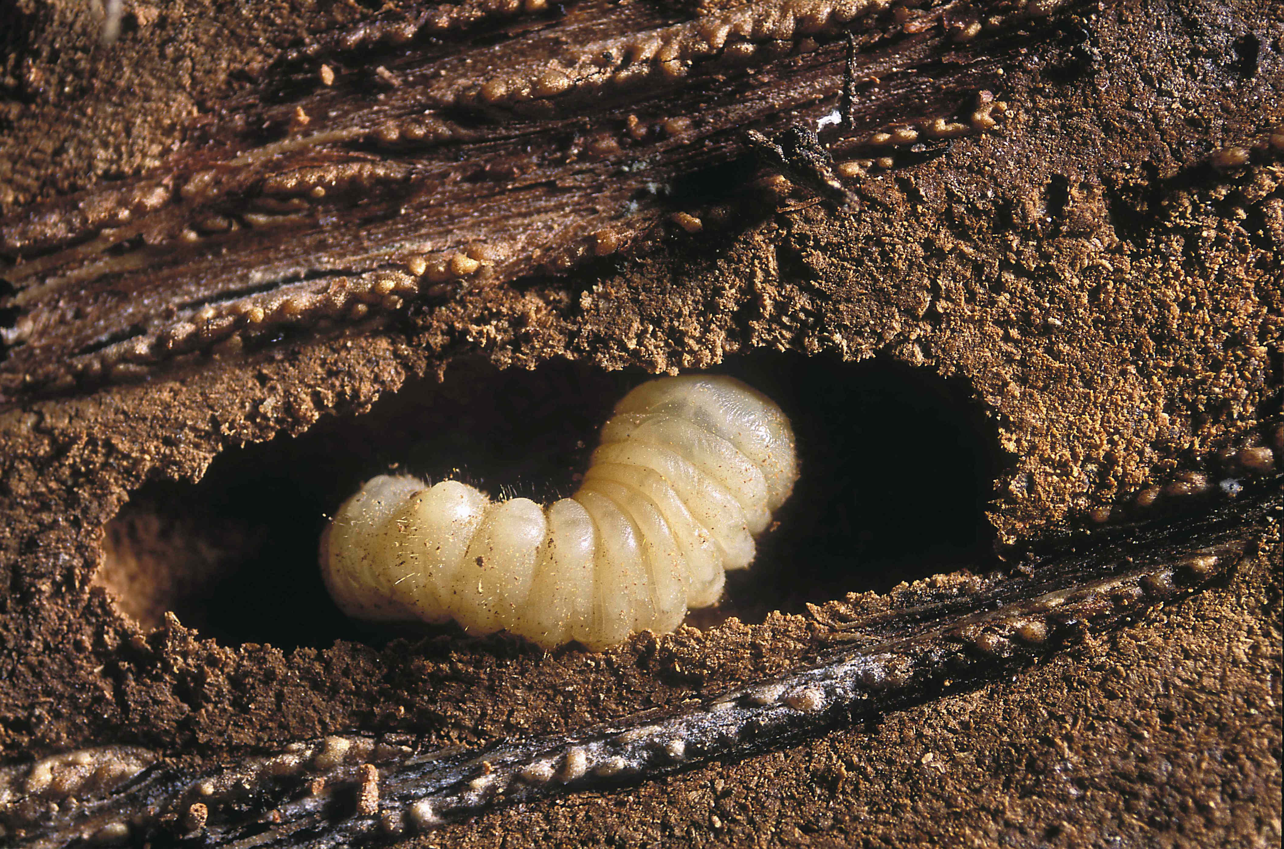 How to get rid of lawn grubs fast before they damage your yard