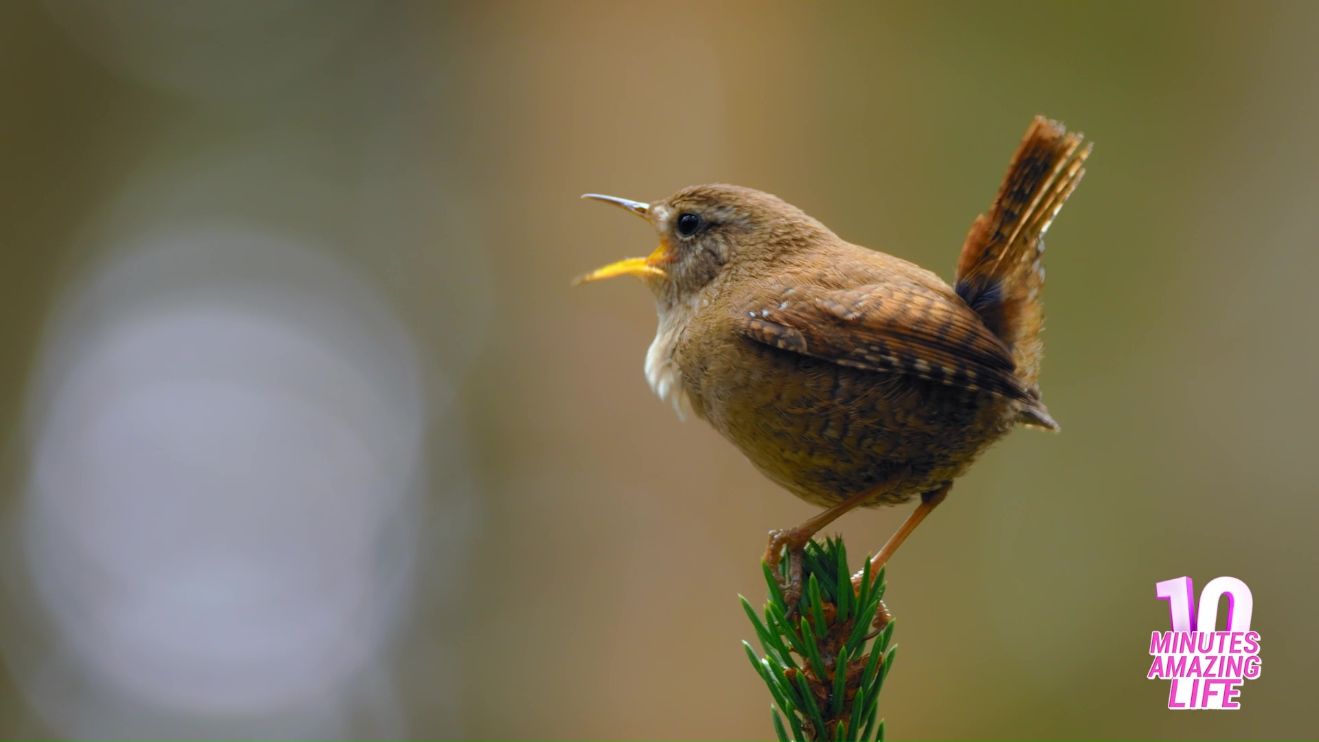 I saw a wren singing loudly in the forest
