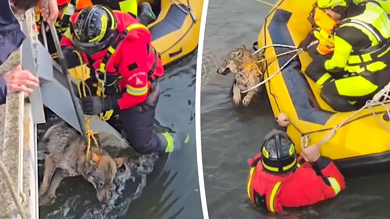 Firefighters rescue trapped wolf from canal in Italy