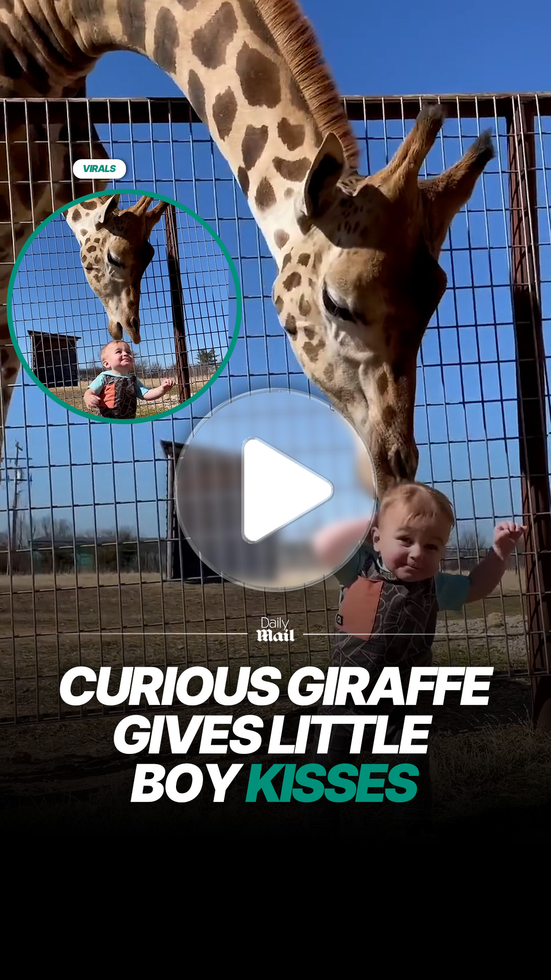Giraffe gently kisses young boy at zoo