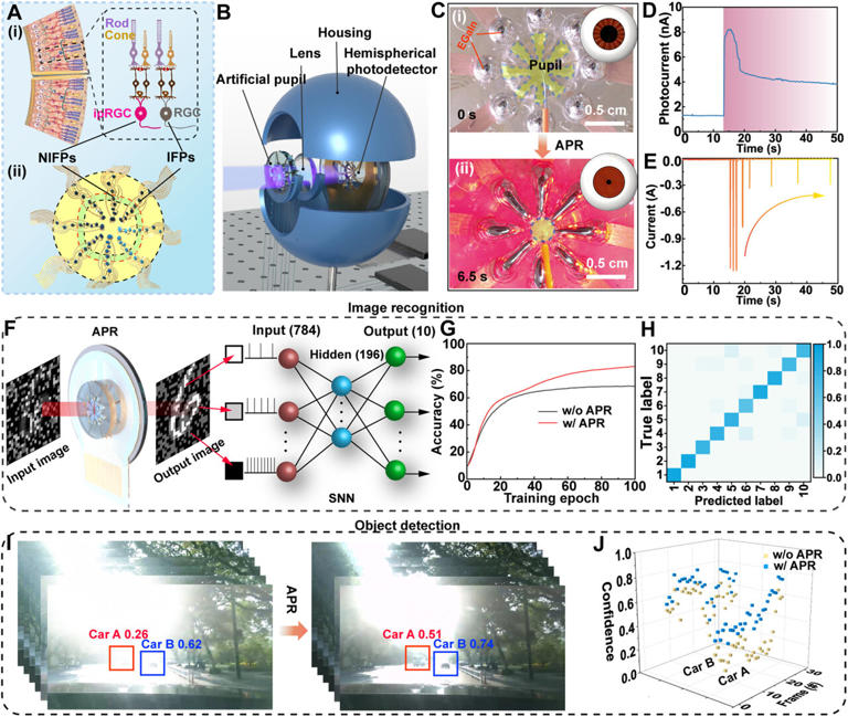 Liquid-metal pupil helps an artificial eye adapt to sudden light changes