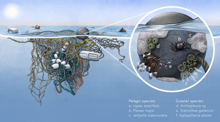 Once Earth’s filthiest waters, the Great Pacific Garbage Patch is now ...