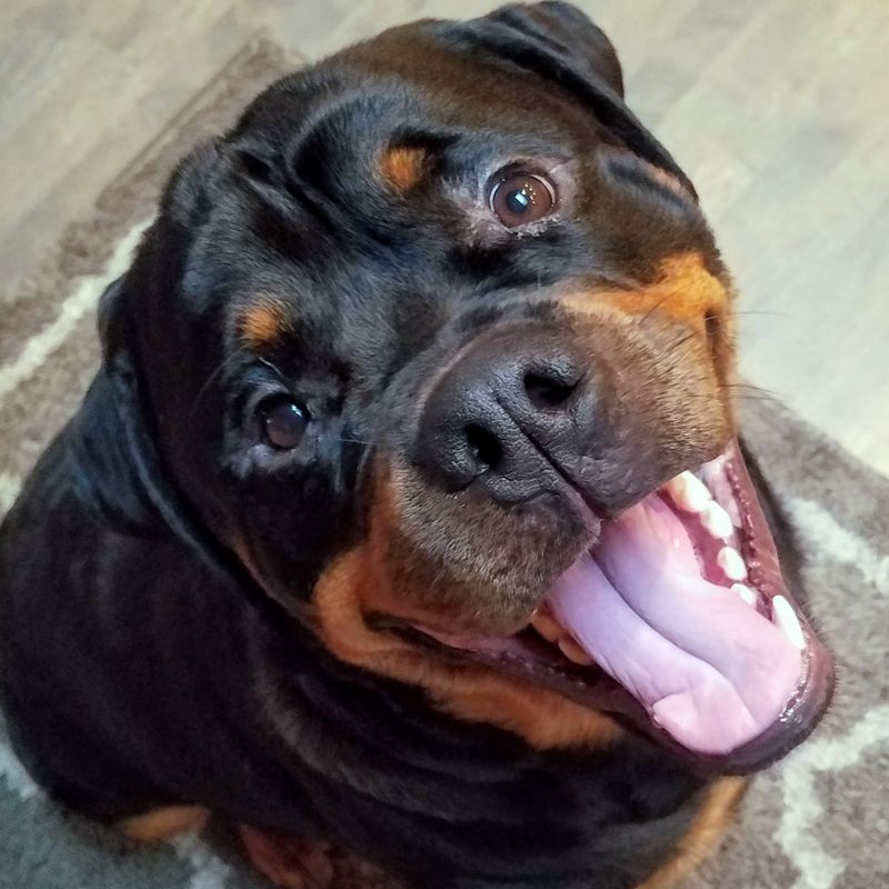 16 breeds that get dangerously confident if you let them win every time
