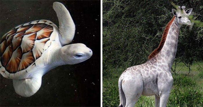 40 times nature ran out of ink and created albino animals