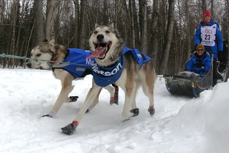 2026 Iditarod: Slightly warm temperatures, fresh snow expected for ...