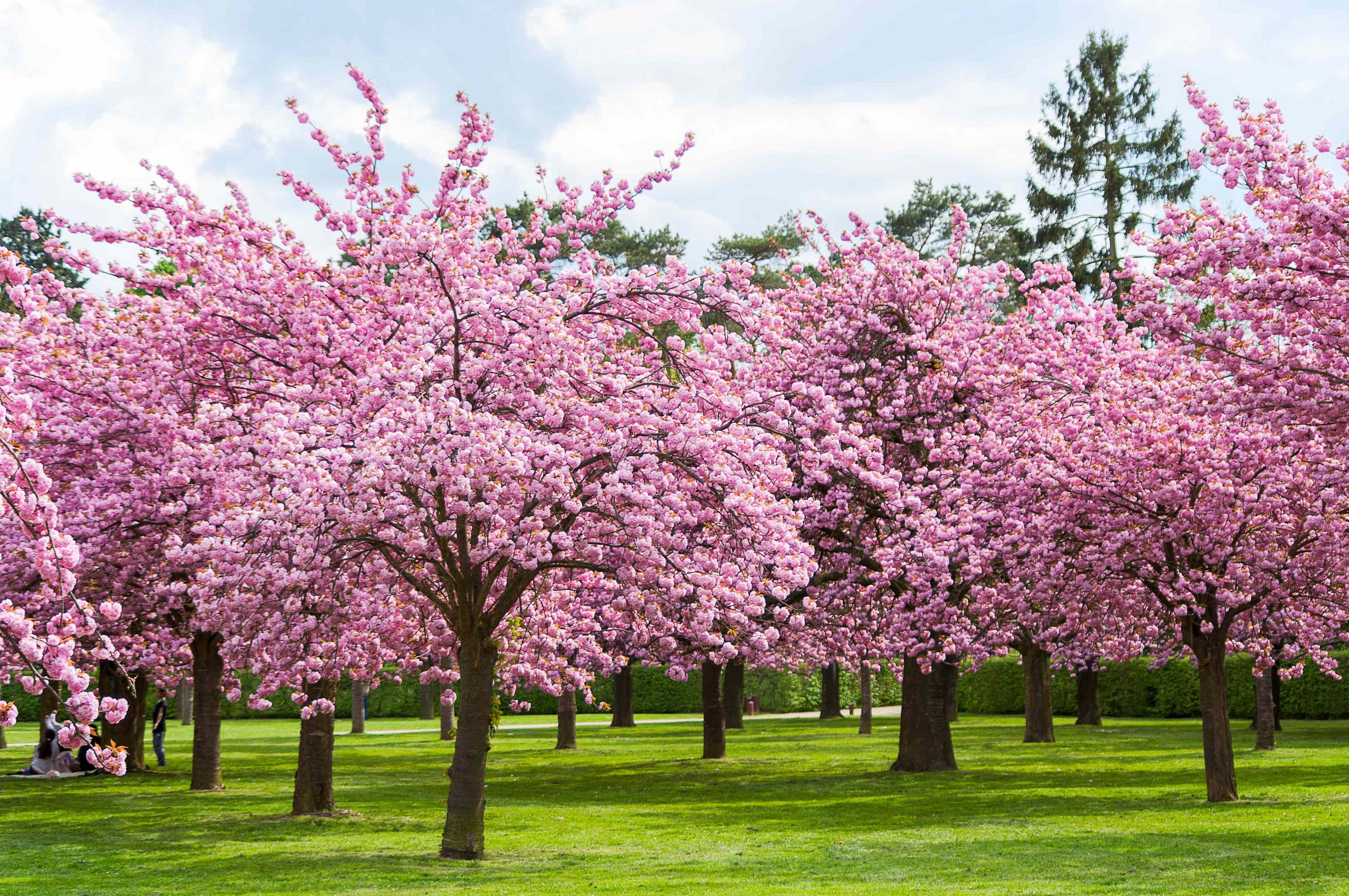 Here's when cherry blossoms will reach peak bloom across the US