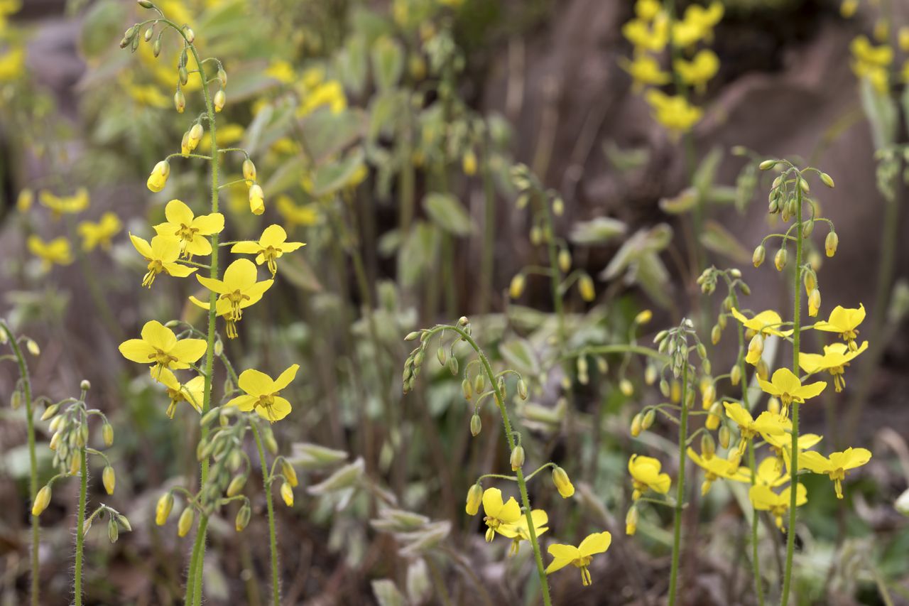 Barrenwort flower