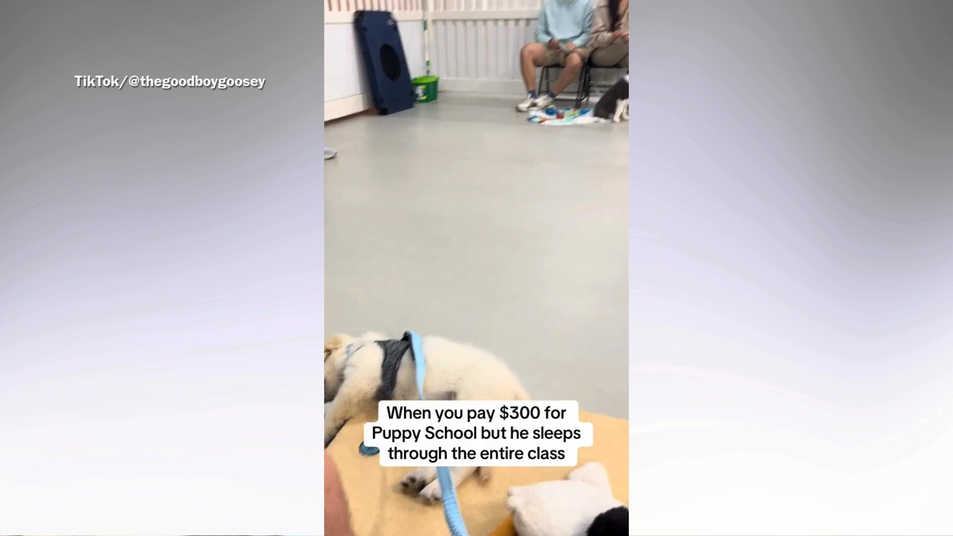 Golden retriever puppy sleeping through class