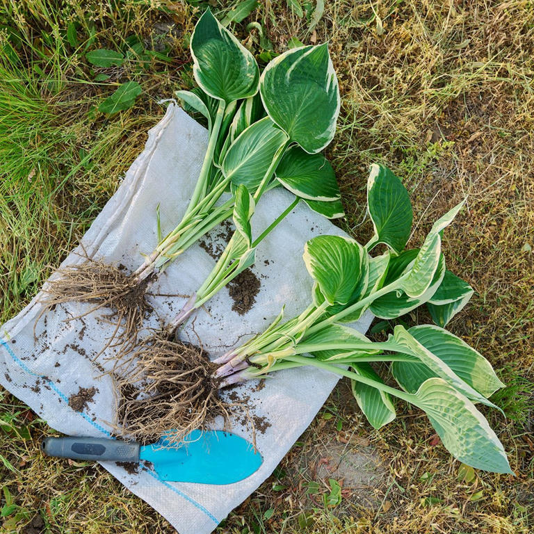 How to split hostas