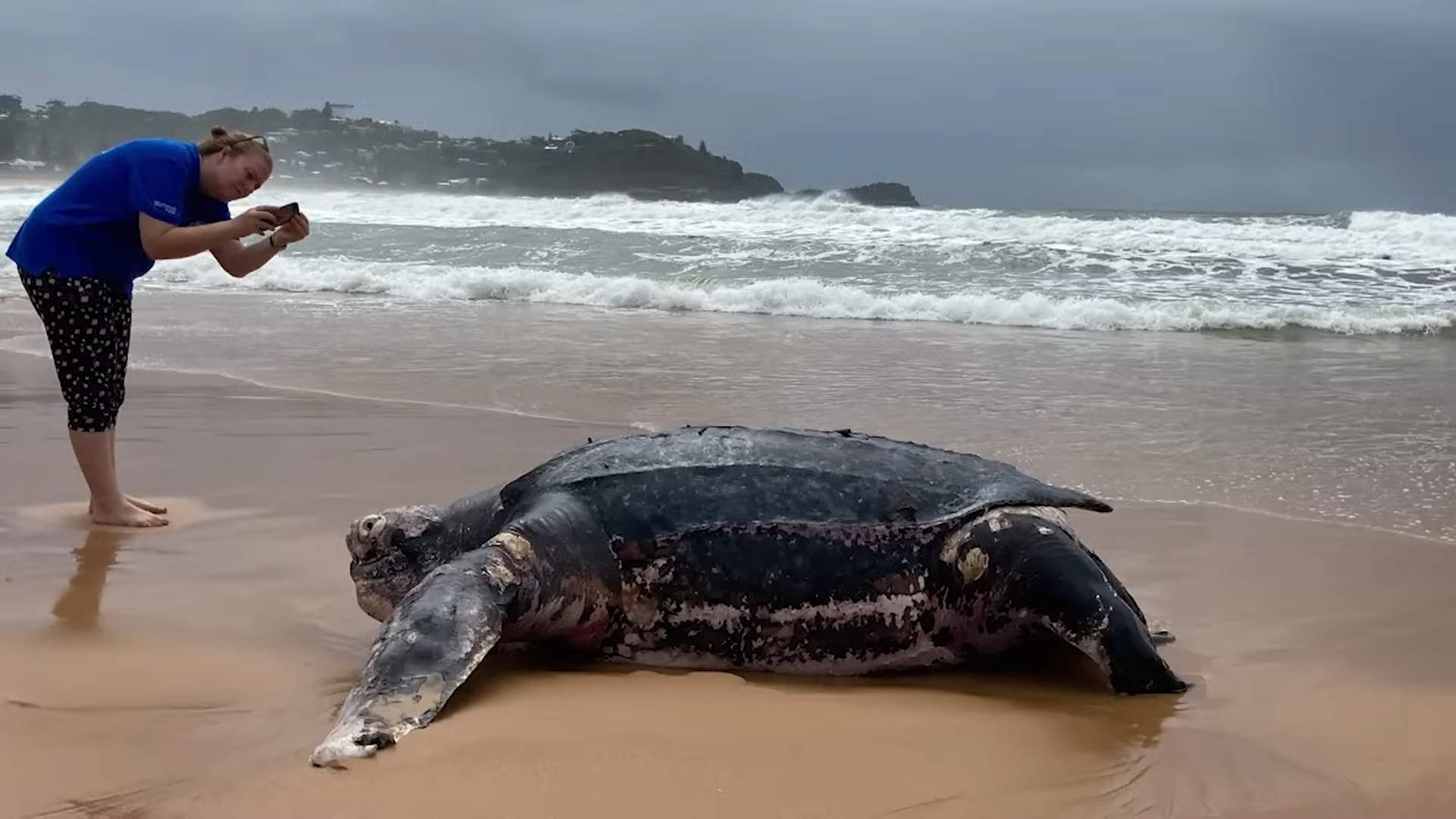 Watch what happens when a woman comes too close to a giant turtle