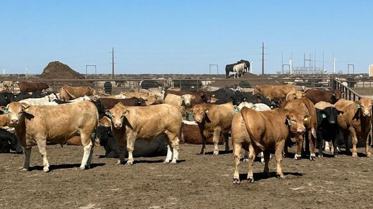 USDA report flags 75-year low in US cattle as Texas drought shrinks herds