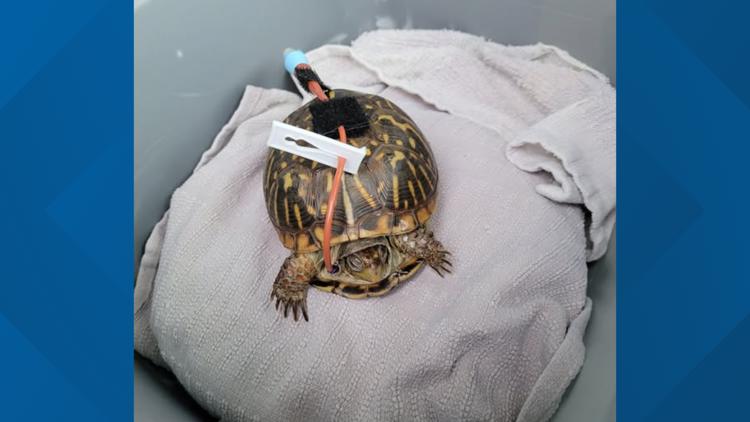 Nahant Marsh box turtle recovering after successful surgery