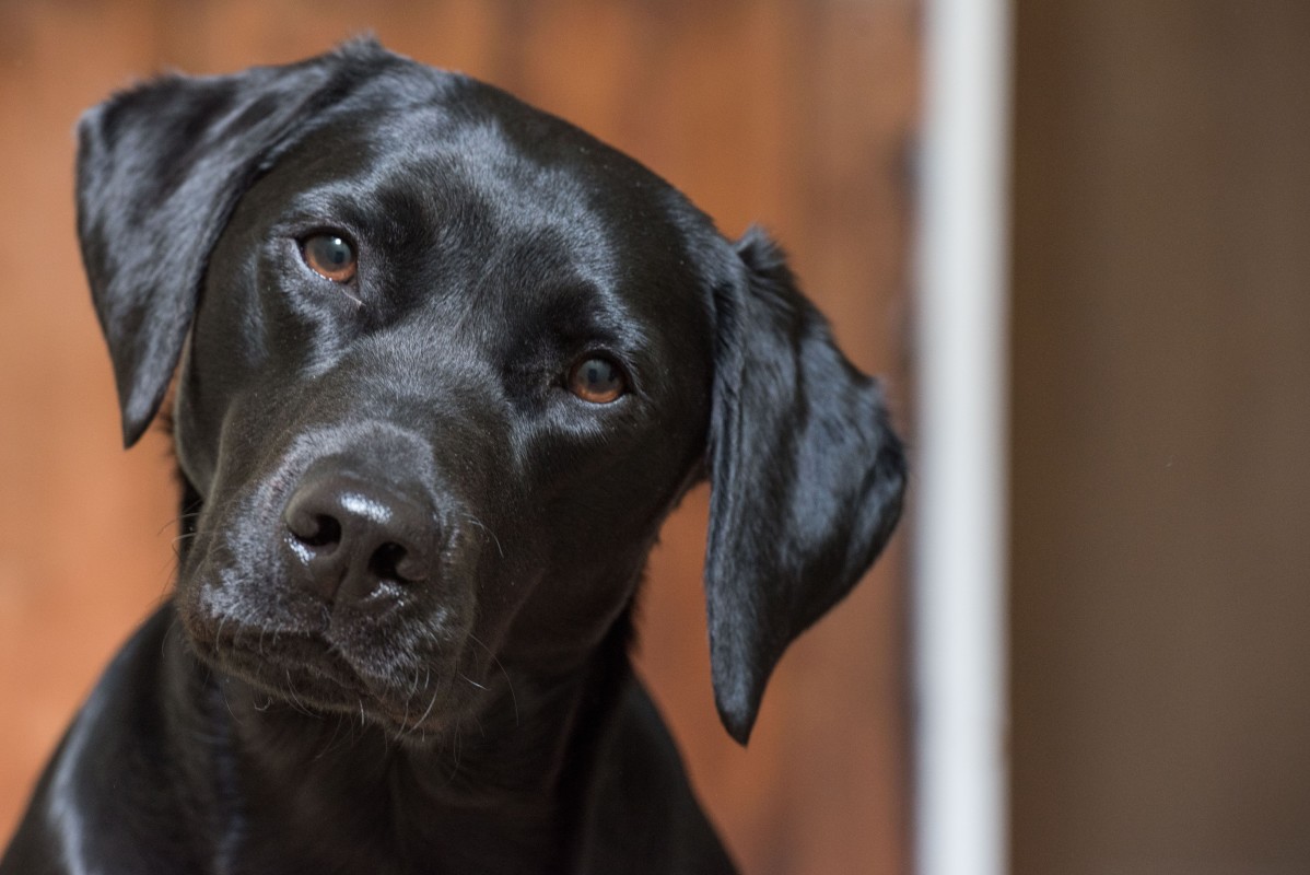 Cute Labrador looks like she's totally fluent in English