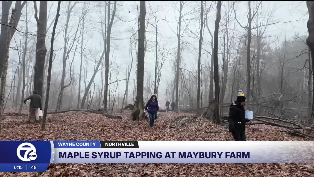 Maybury Farm gives visitors a hands-on maple syrup experience