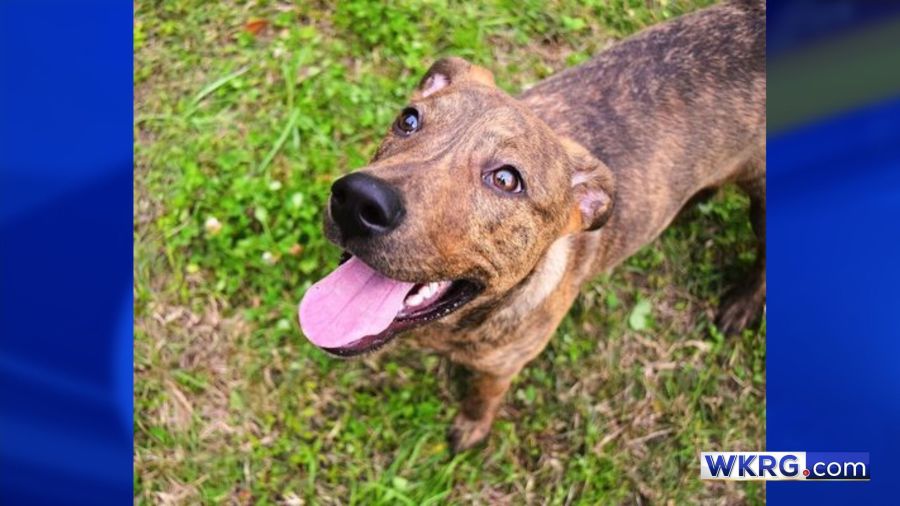 Mobile considers new animal control rules including high risk dog classification