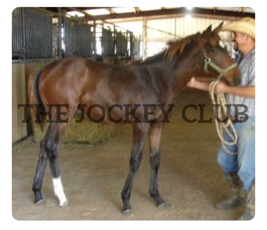 Viral 'baby photos' app giving major boost to the Jockey Club's ...