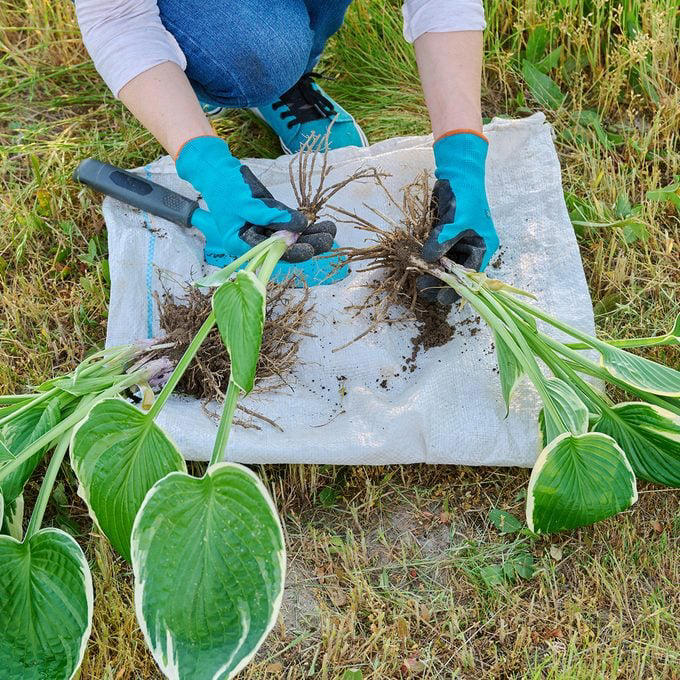 How to split hostas