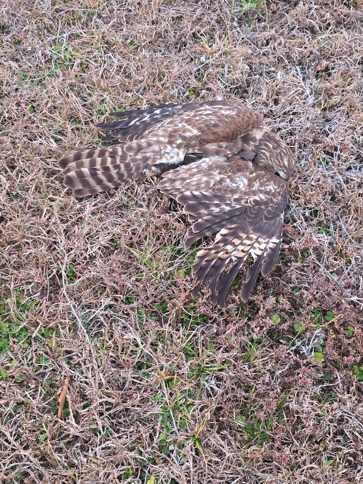 Rescuer stops to help a hawk on the ground — and finds something around ...