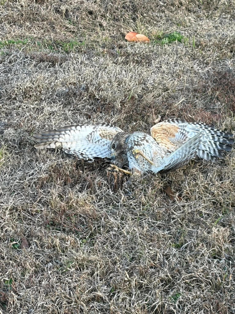 Rescuer stops to help a hawk on the ground — and finds something around ...