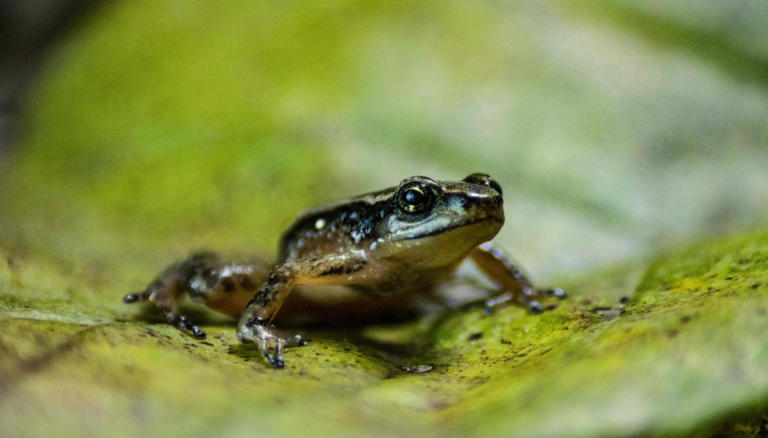 One frog species turned out to be six or seven. Scientists say billions ...