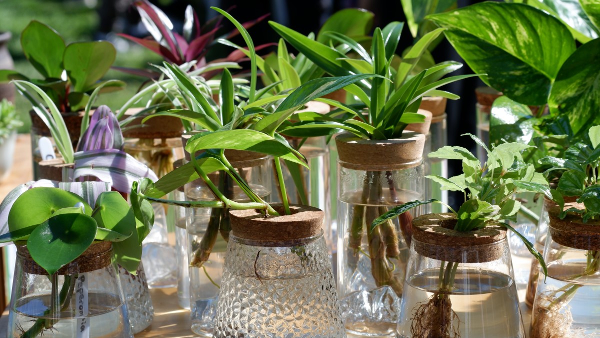 You can grow these 10 houseplants in water—no soil required