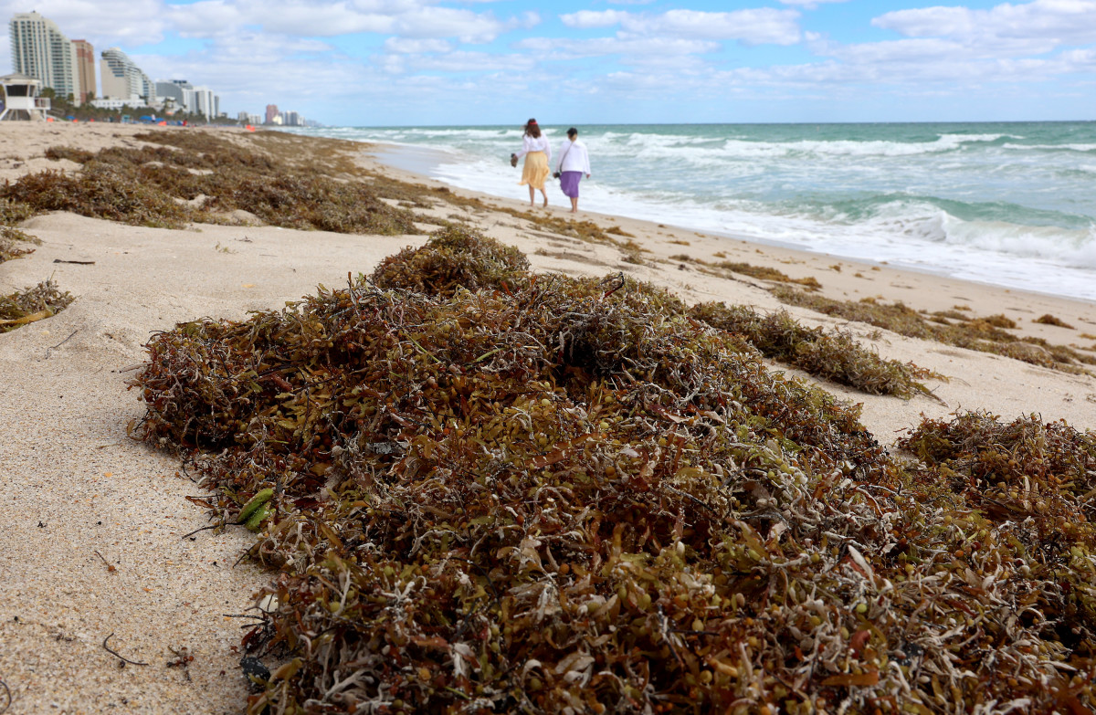 Spring break might literally stink this year in popular destinations ...