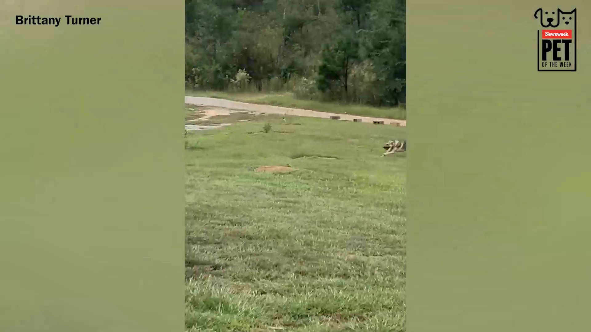 German shepherd siblings playing 'tag' win pet of the week