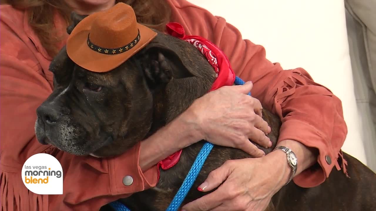 Nevada SPCA’s 5th annual brunch bash: Doggie Bone Ranch
