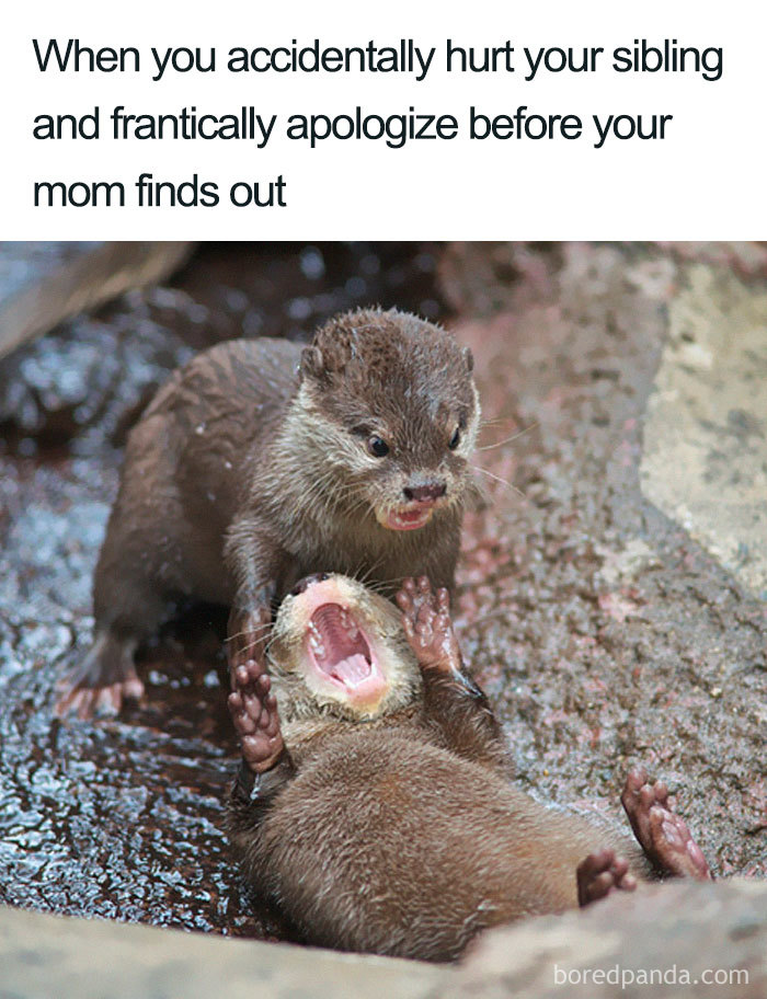28 Of The Best Sibling Memes Ever