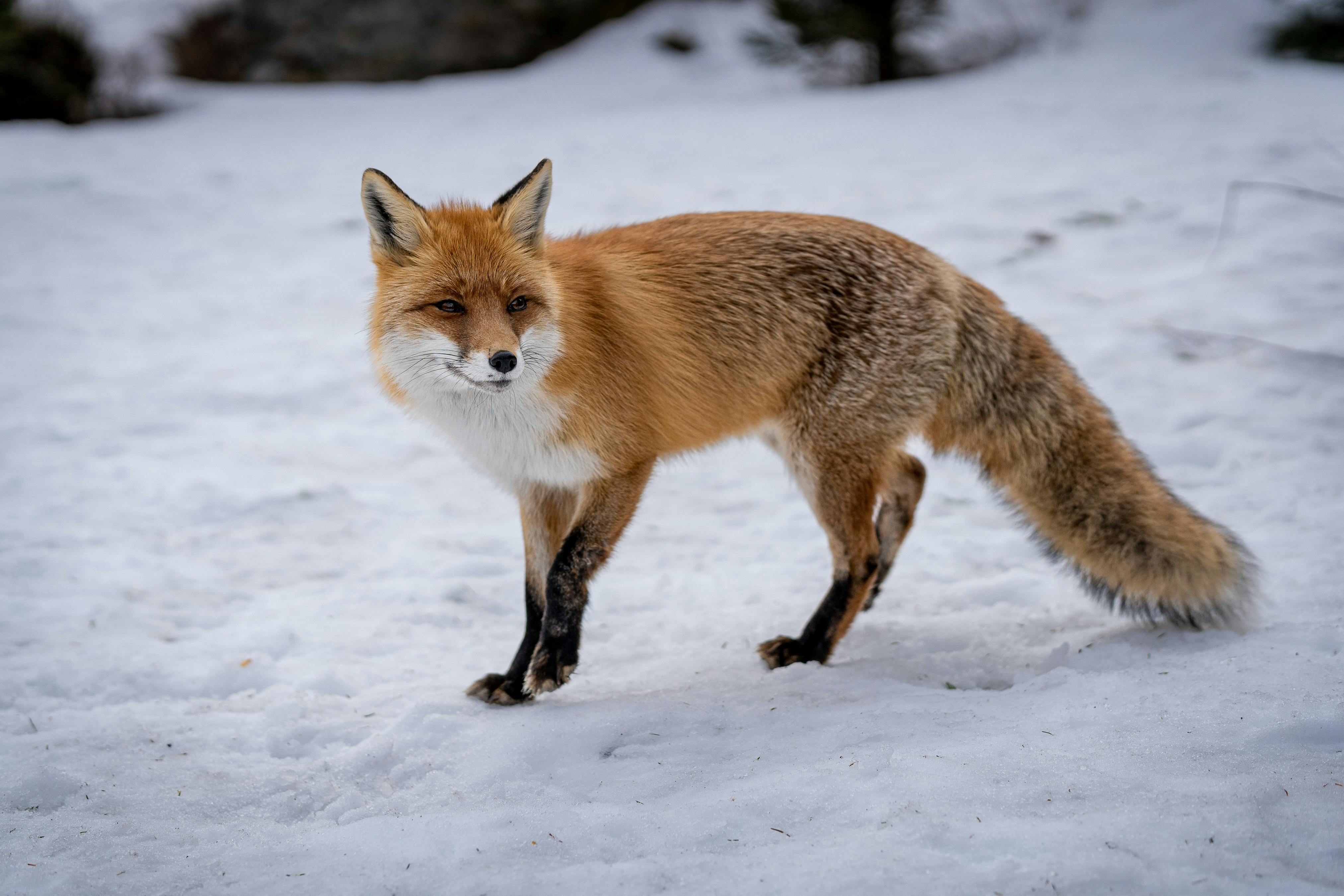 Animal control warns of spring wildlife surge as foxes, bobcats ...