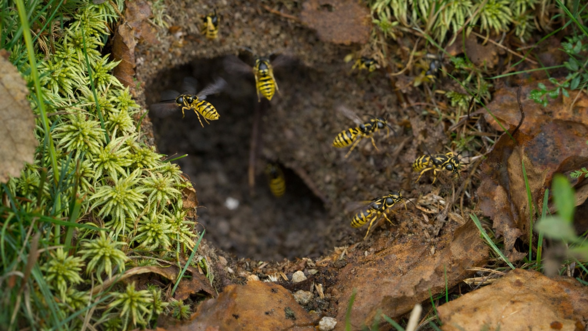 Busy entrance to an underground wasp nest