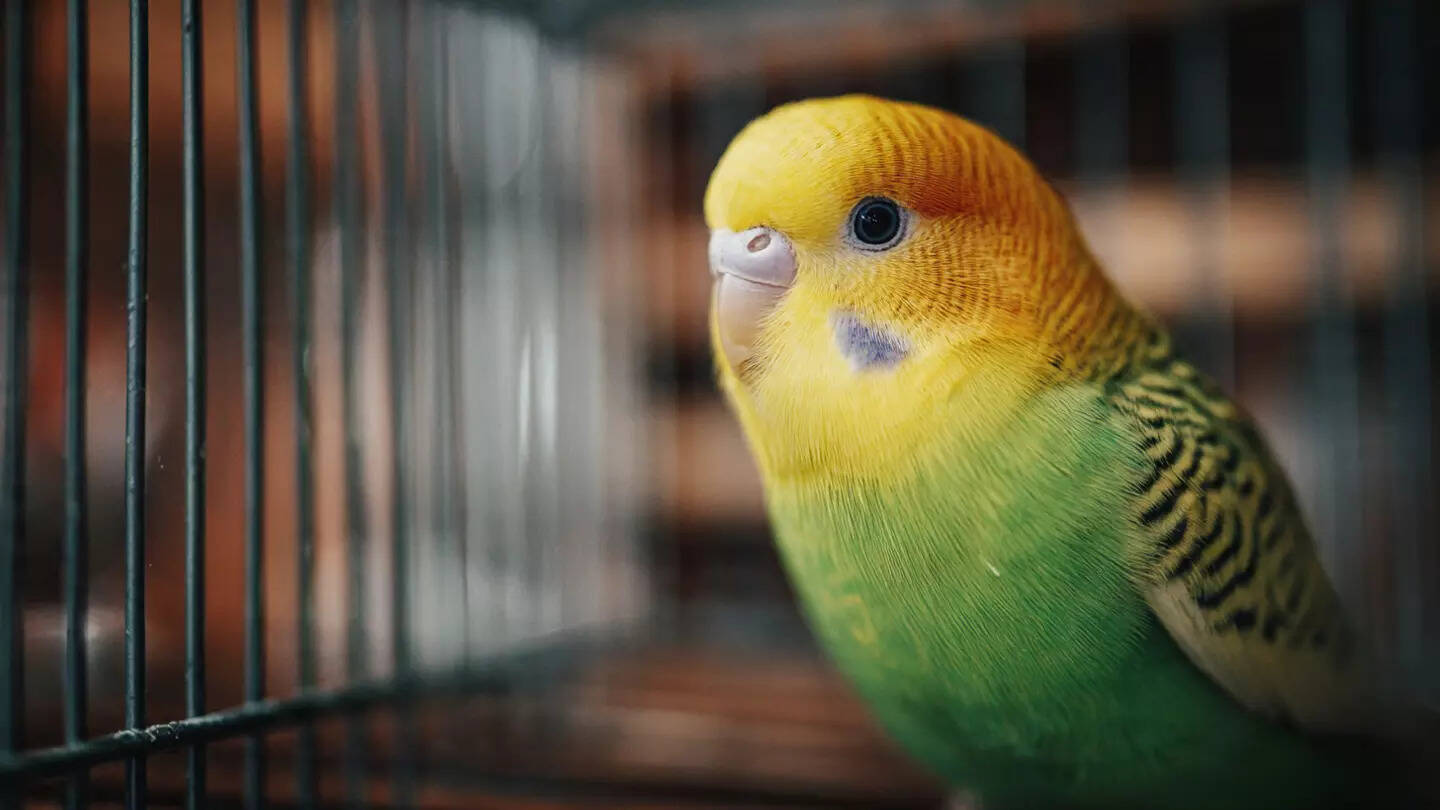 Picture of How to keep your bird's cage clean and safe for a healthier and happier pet