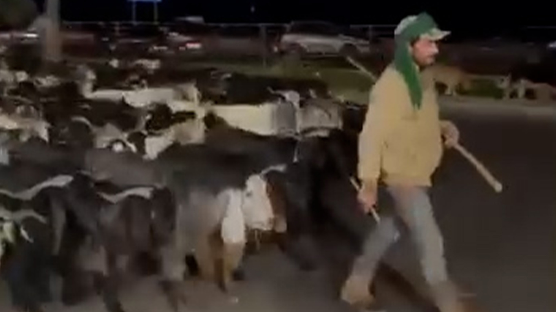 People are tracking this shepherd fleeing Israeli strikes in Lebanon