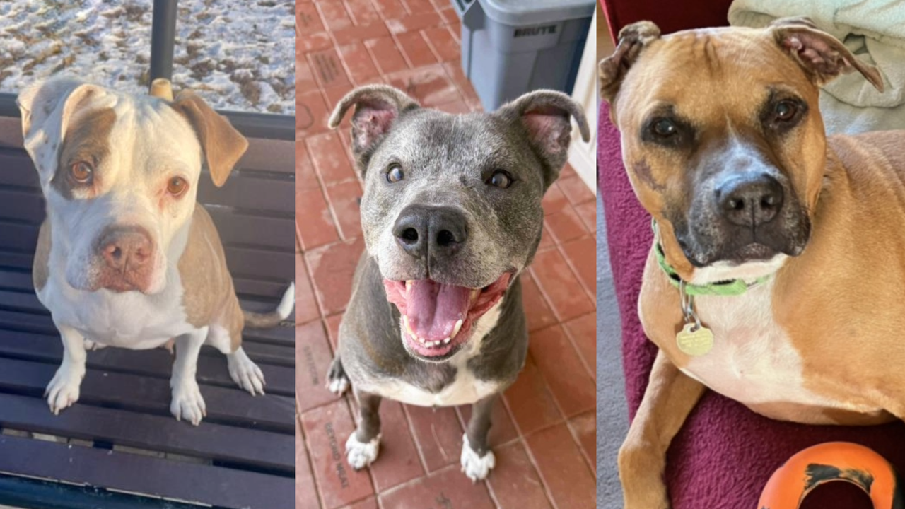 Montgomery County animal shelter at 'critical capacity' for large dogs ...