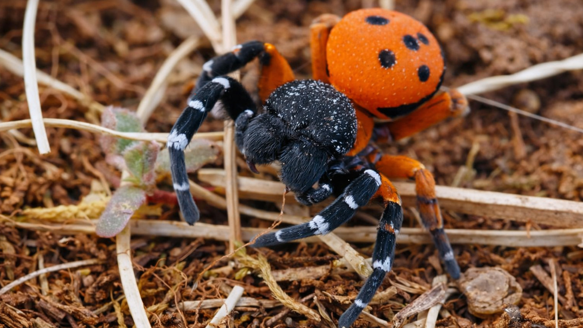 One of the most beautiful spiders I've ever seen