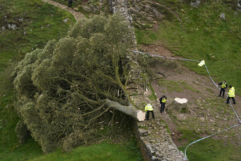 Wood from felled Sycamore Gap tree to be made into stunning artwork