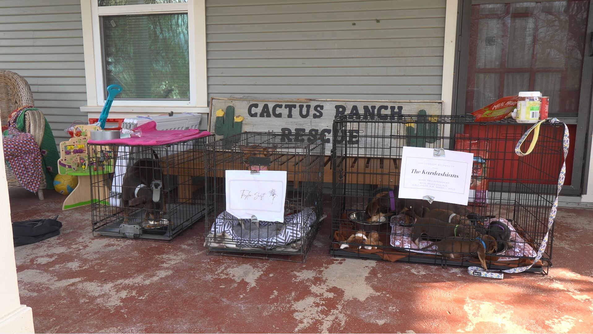 Cactus Ranch Rescue takes in 15 dogs from an overcrowded home