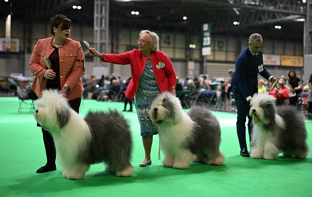 Today at Crufts 2026: What's happening on Saturday at the world's ...