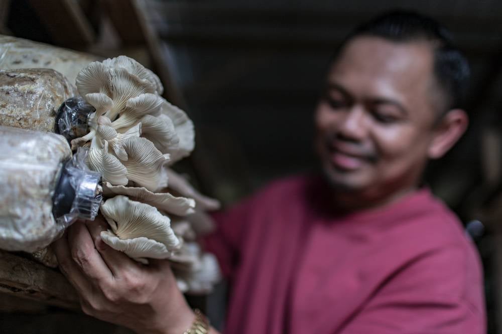 From favourite dish to mushroom mogul, Saiful builds a farm