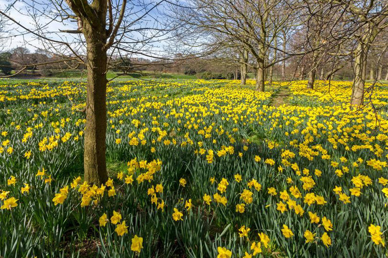 Met Office explains when spring 2026 actually starts in the UK