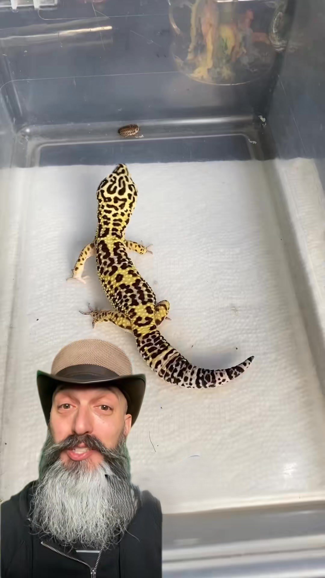 Our leopard gecko got so big!