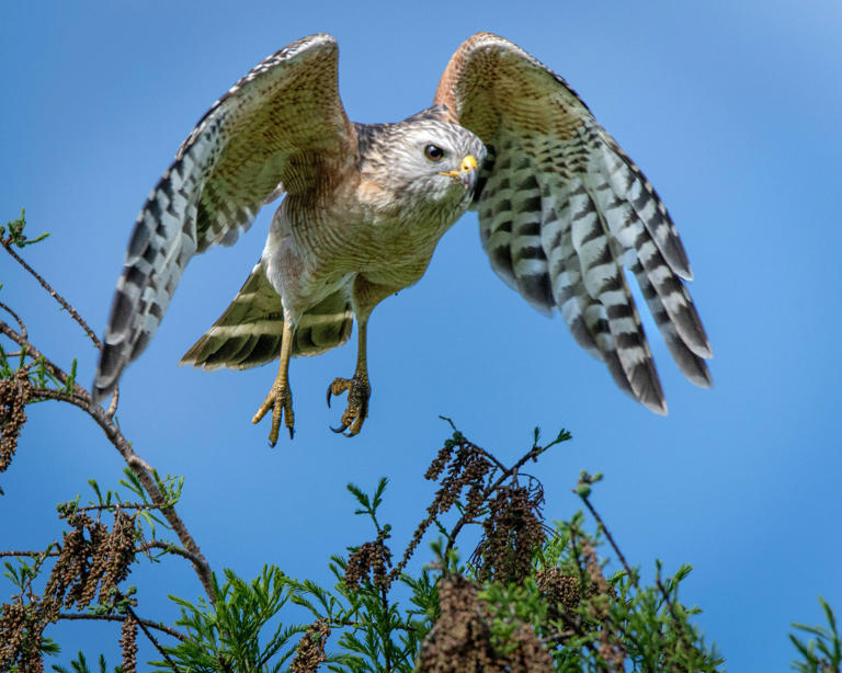 Rescuer stops to help a hawk on the ground — and finds something around ...