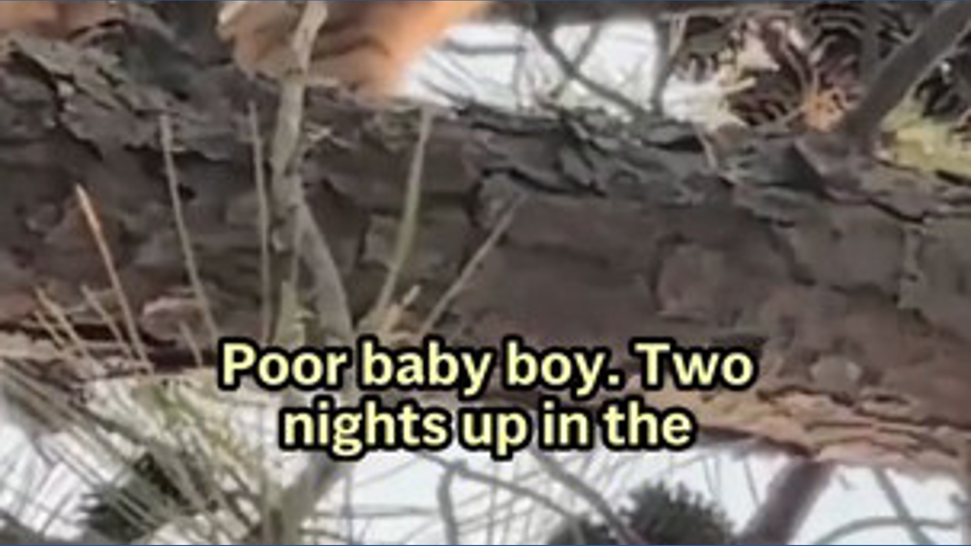 Cat rescued after being stuck in tree for 3 days
