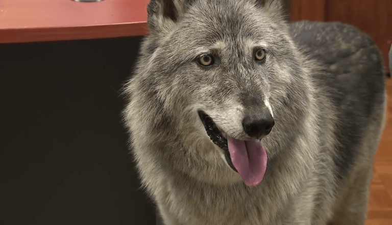 Owner reunited with beloved pet, a wolf-dog hybrid, after yearslong ...