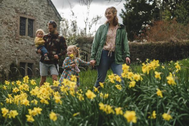 Golden daffodils set to transform National Trust site for peak spring ...
