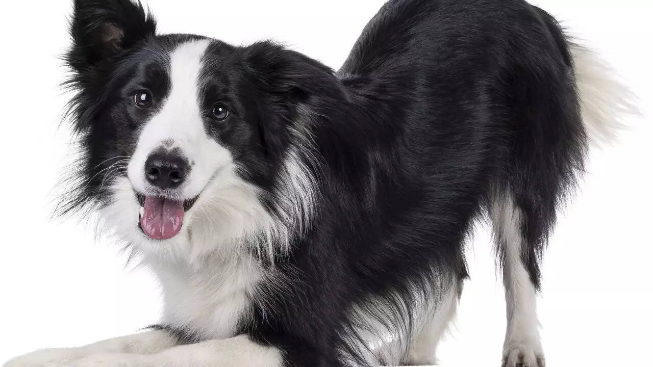 8 dog breeds that are surprisingly calm indoors
