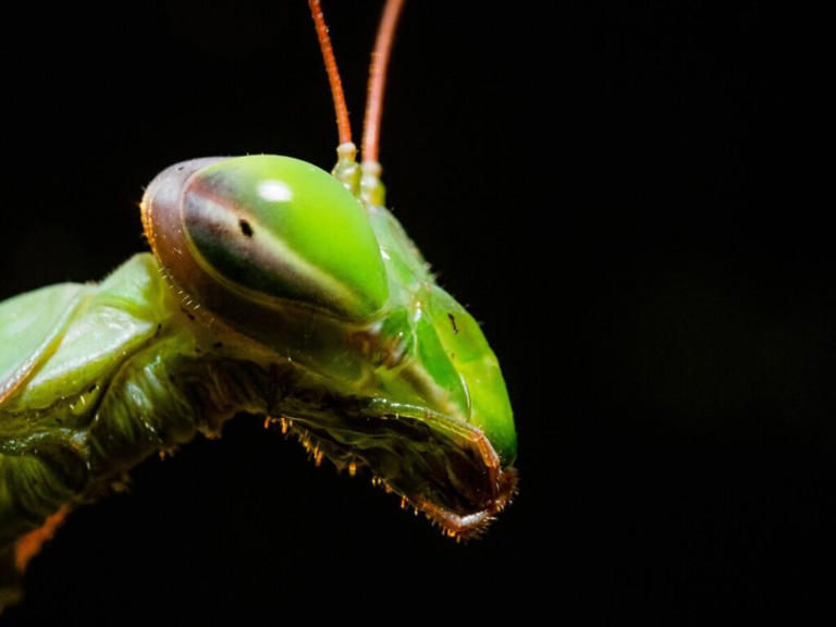 Mantide religiosa asiatica: come riconoscerla e perché è sempre più ...